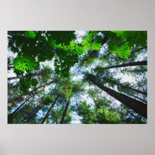 Affiches Reach for the Sky Tree Photograph
