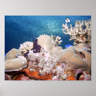 Affiches récif