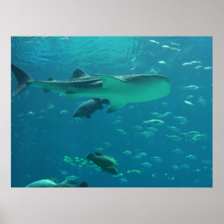 Affiches récif de requins