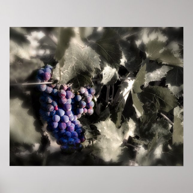 Affiches Récolte au vignoble principal de Tefft Cellars (Devant)