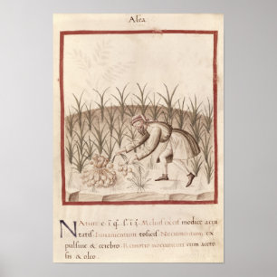 Affiches Récolte d'ail