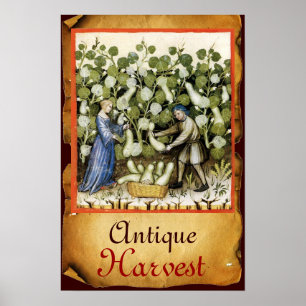 AFFICHES RÉCOLTE DE COURGES ANCIENNE SUR PARCHEMIN