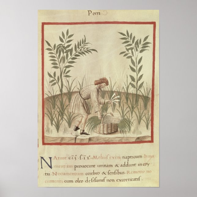 Affiches Récolte de poireaux, de 'Tacuinum Sanitatis' (Devant)