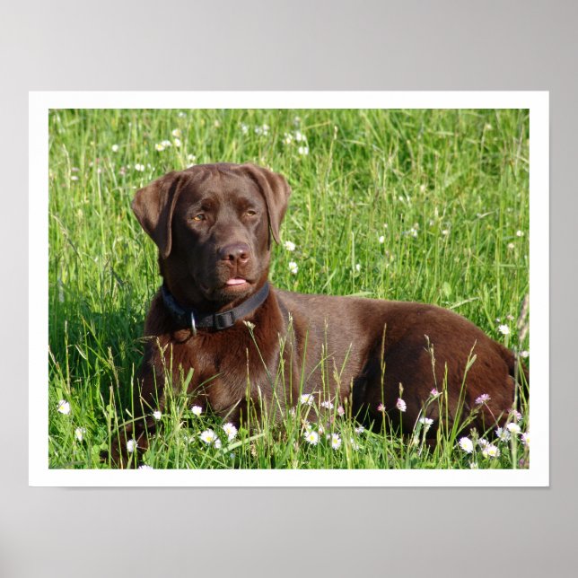 Affiches Récupérateur de chocolat Labrador en herbe (Devant)