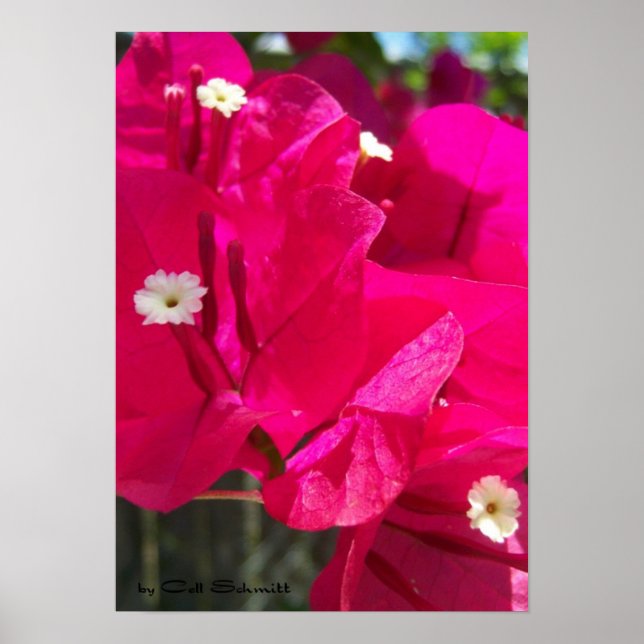 Affiches Red003 (Devant)