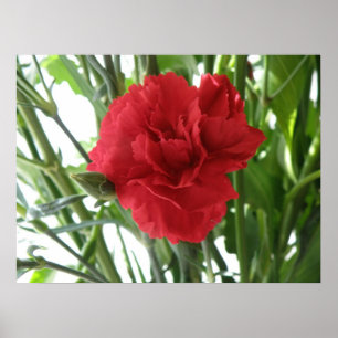 Affiches Red Carnation Print