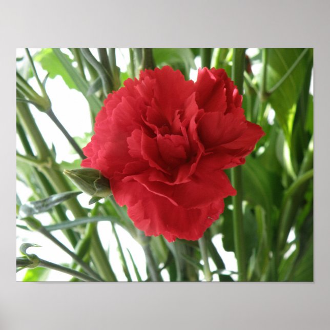 Affiches Red Carnation Print (Devant)