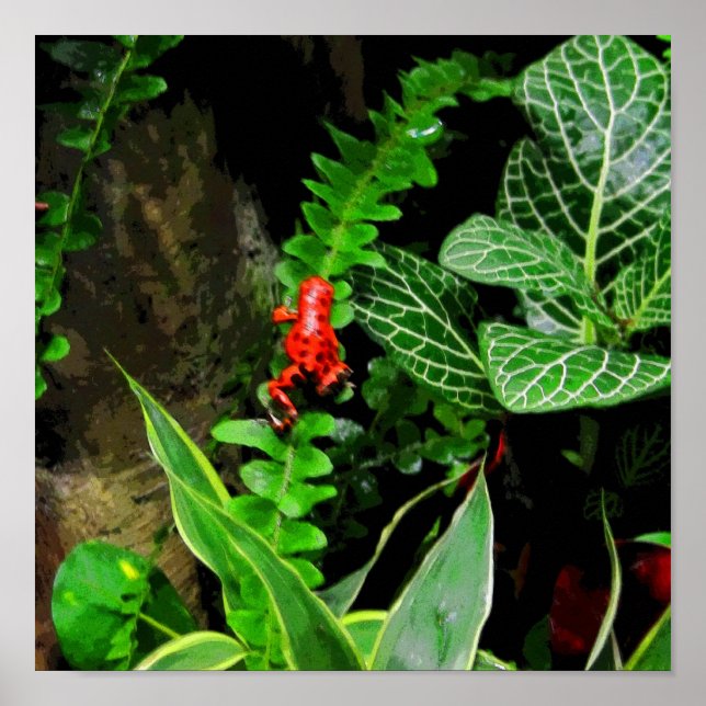 Affiches Red Dart Frog CB (Devant)