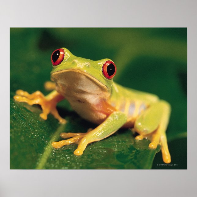 Affiches Red eye tree frog (Devant)
