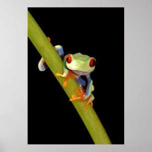 Affiches red eyed tree frog