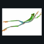 Affiches Red eyed tree frog jumping<br><div class="desc">Red eyed tree frog jumping | Design Pics | AssetID: 77893870</div>