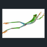 Affiches Red eyed tree frog jumping<br><div class="desc">Red eyed tree frog jumping | Design Pics | AssetID: 77893870</div>