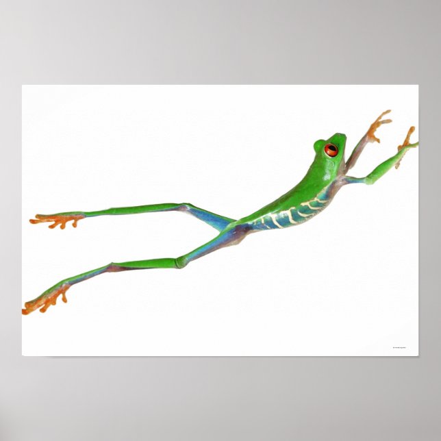 Affiches Red eyed tree frog jumping (Devant)