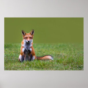 Affiches Red Fox assis