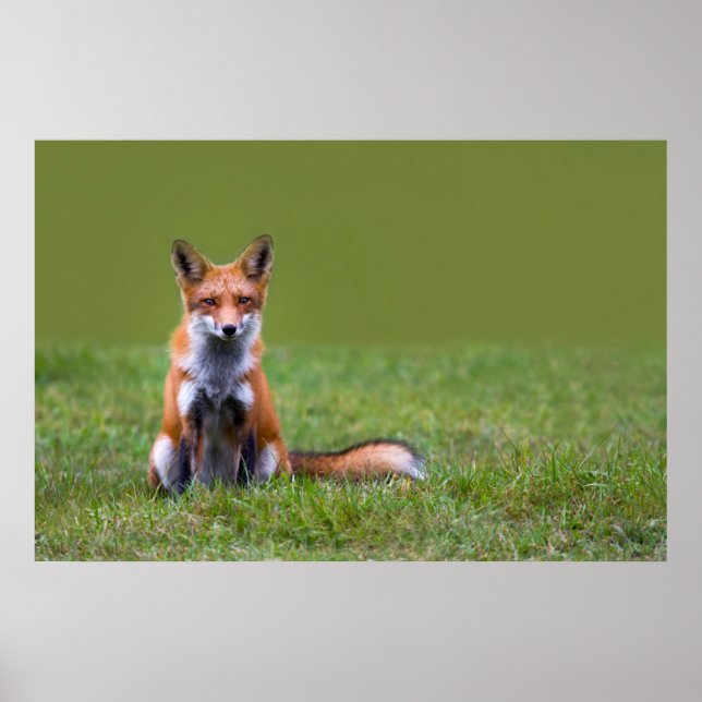 Affiches Red Fox assis (Devant)