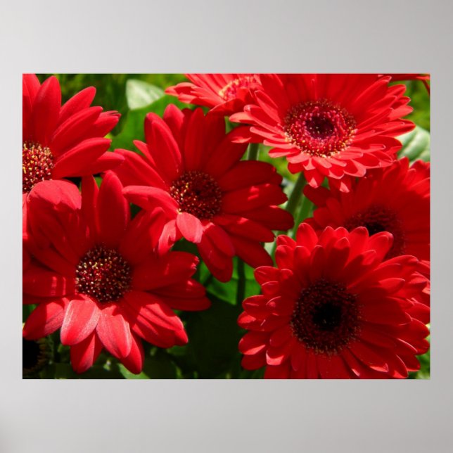 Affiches Red Gerber Daisies 2012 5a (Devant)