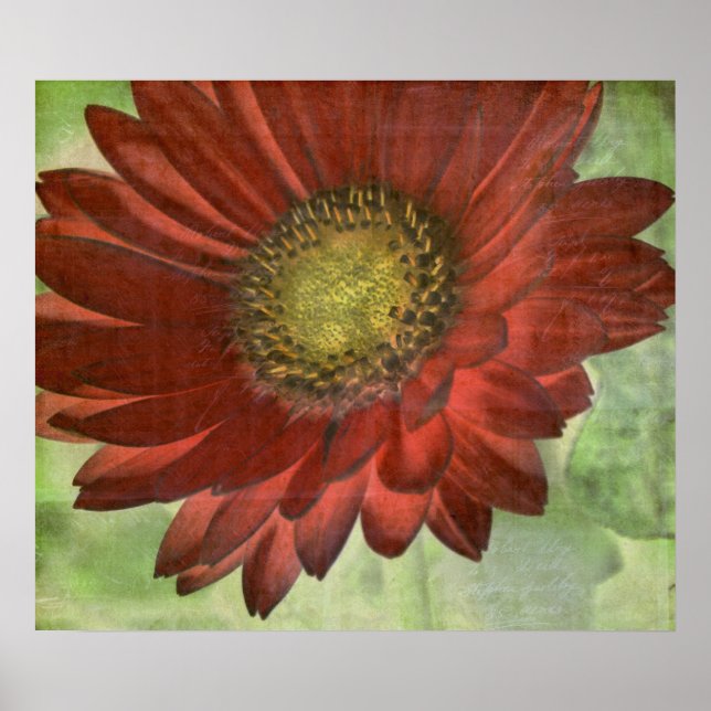 Affiches Red Gerbera (Devant)