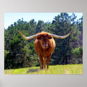 Affiches Red-Haired Texas Longhorn