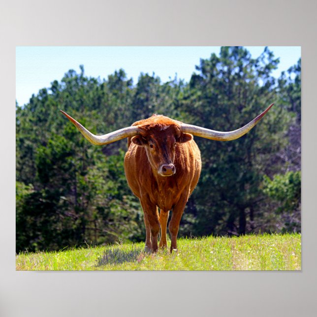 Affiches Red-Haired Texas Longhorn (Devant)
