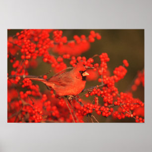 Affiches Red Northern Cardinal