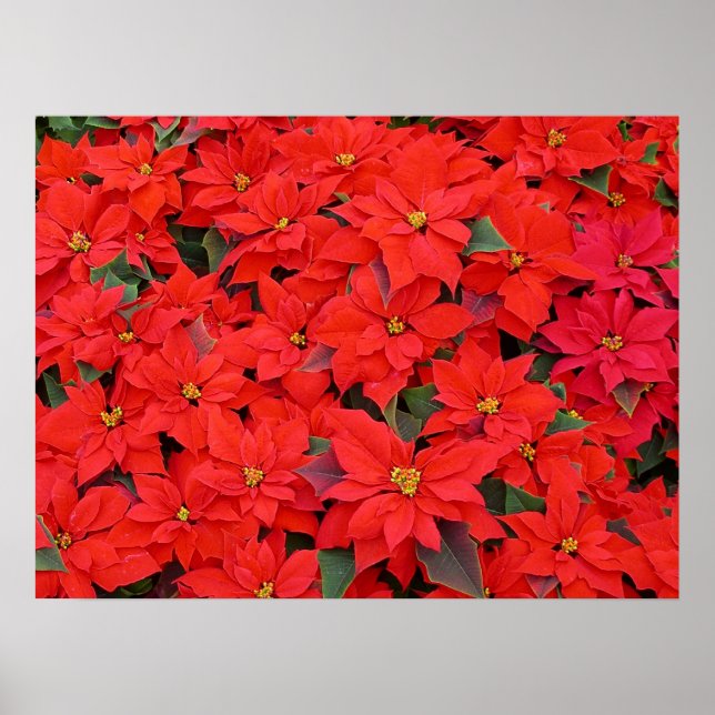 Affiches Red Poinsettias I Christmas Holiday Floral Photo (Devant)
