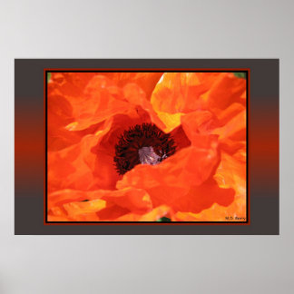 Affiches Red Poppy