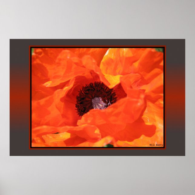 Affiches Red Poppy (Devant)