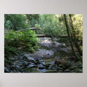 Affiches "Redwood Creek", Muir Woods