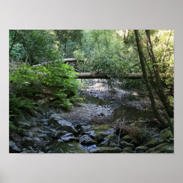 Affiches "Redwood Creek", Muir Woods (Devant)