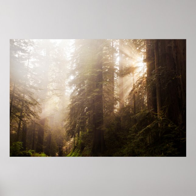 Affiches Redwood Trees in Morning Fog with Sunrays (Devant)
