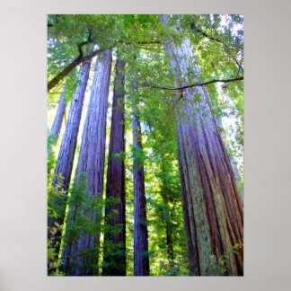 Affiches Redwoods