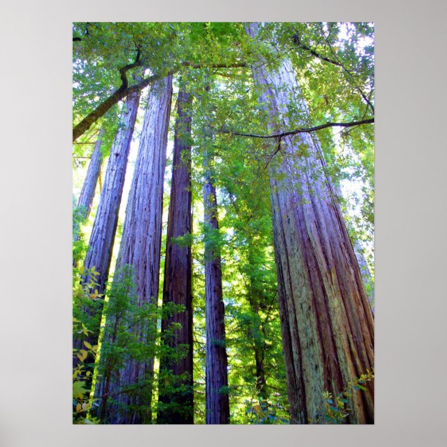 Affiches Redwoods (Devant)