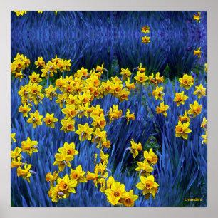Affiches Reflet des jonquilles