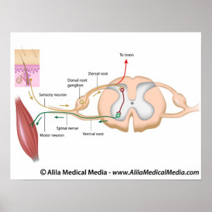 Affiches Réflexe somatique, diagramme étiqueté.