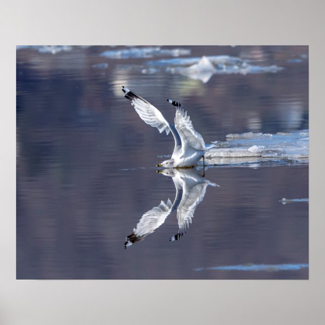 Affiches Réflexions 20x16 Gull (Devant)