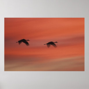 Affiches Refuge faunique de Bosque del Apache Nouveau-Mex