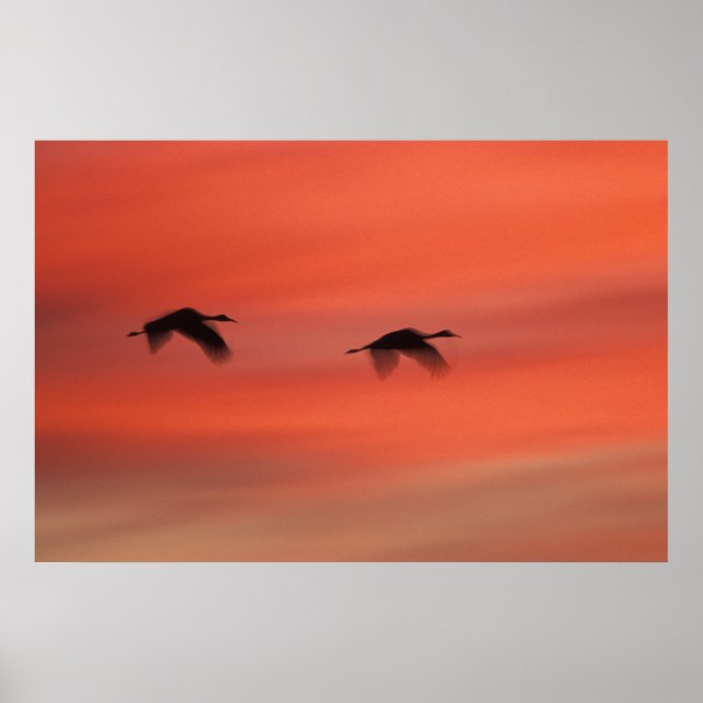 Affiches Refuge faunique de Bosque del Apache | Nouveau-Mex (Devant)