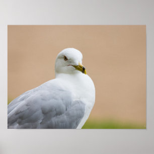 Affiches Regard