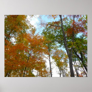 Affiches Regardant vers le haut les feuilles d'automne I Fe
