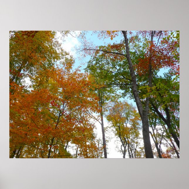 Affiches Regardant vers le haut les feuilles d'automne I Fe (Devant)