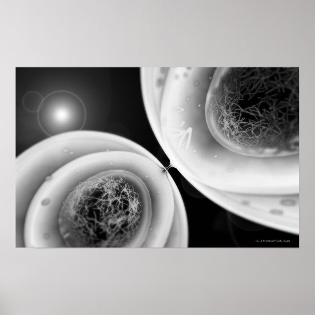 Affiches Regardez de près la division cellulaire (Devant)