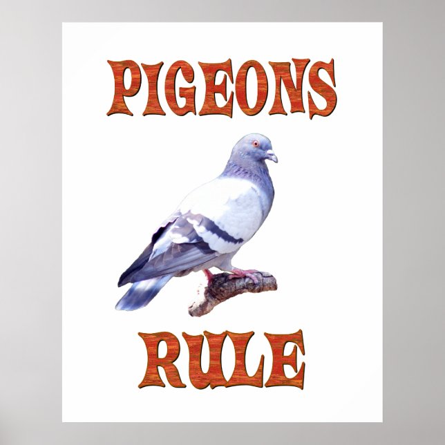Affiches Règle des pigeons (Devant)