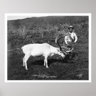 Affiches Reindeer & Eskimo Alaska 1920