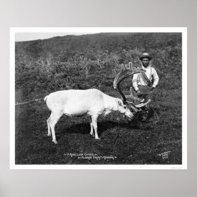 Affiches Reindeer & Eskimo Alaska 1920 (Devant)