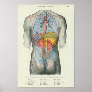 Affiches Relation extérieure humaine d'anatomie aux organes
