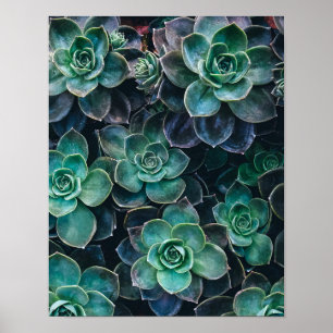 Affiches Relaxant Vert Bleu Succulent Cactus Plantes