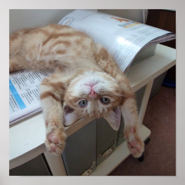Affiches Relaxation de Kitty (Devant)
