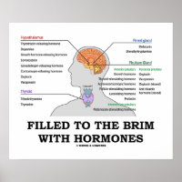 Rempli Au Brim Avec Hormones Endocrine Humour