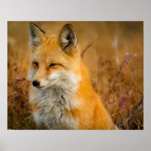 Affiches renard