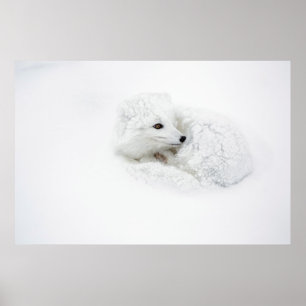 Affiches Renard arctique recroquevillé en hiver